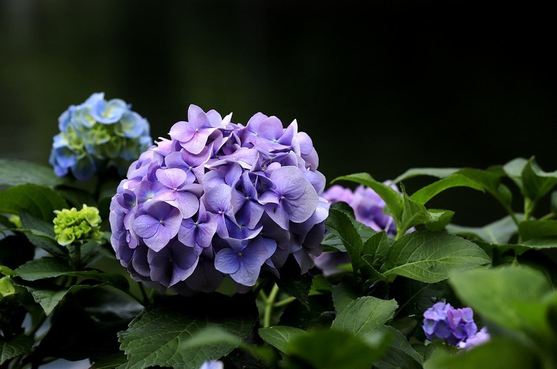 绣球花(3)