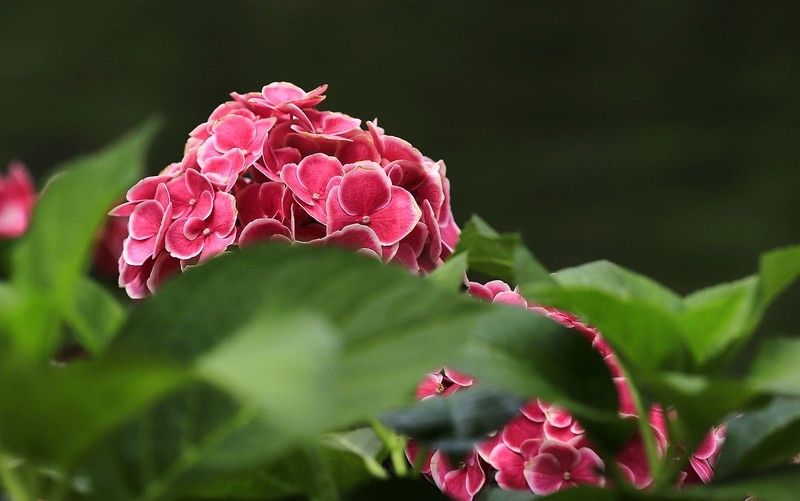绣球花(3)