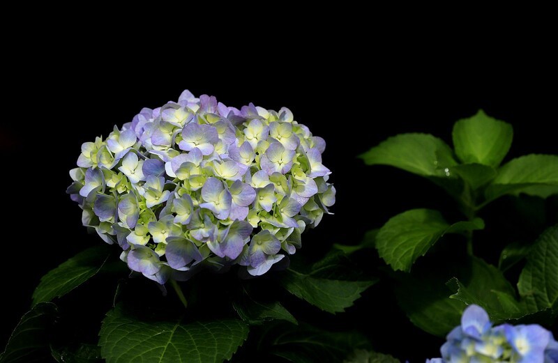 绣球花(3)