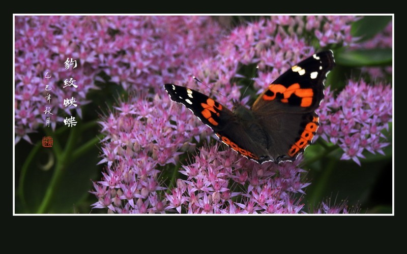 恰似花中花的豹纹蛱蝶