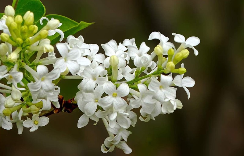 白丁香花