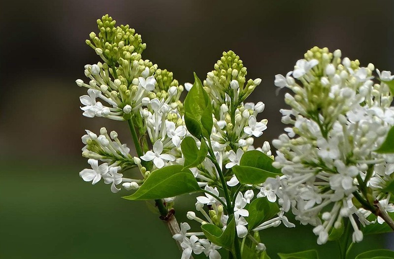 白丁香花