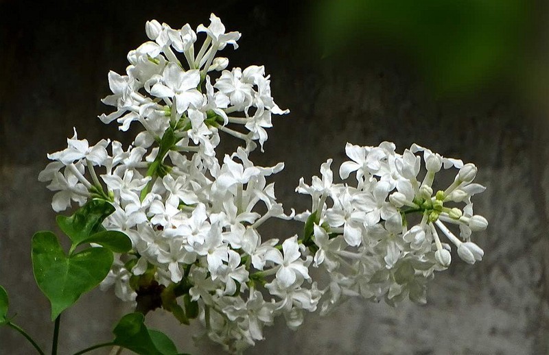 白丁香花