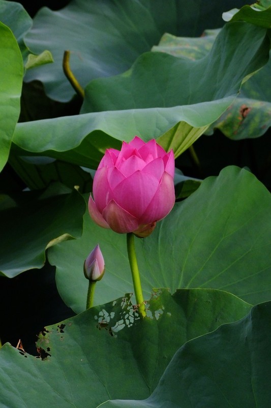 荷花 2026 — 14