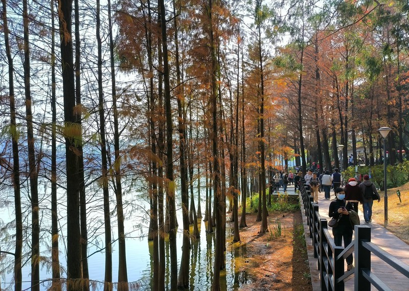 再逛麓湖。