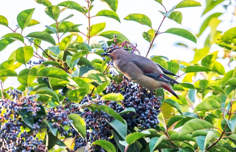 太平鸟（十三）
