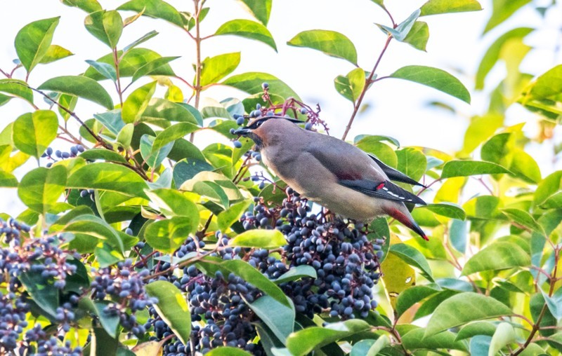 太平鸟（十三）