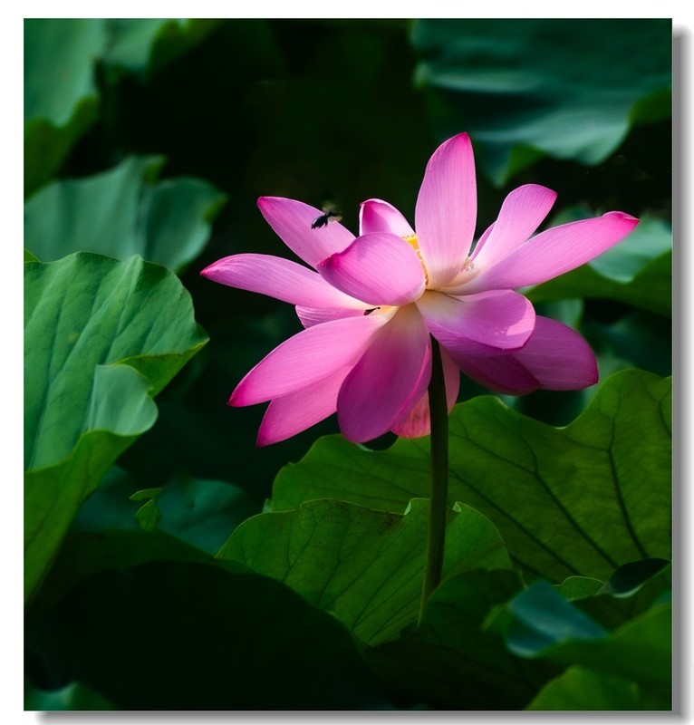 荷花（四十九）