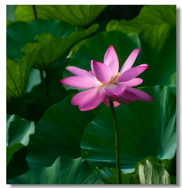 荷花（四十九）