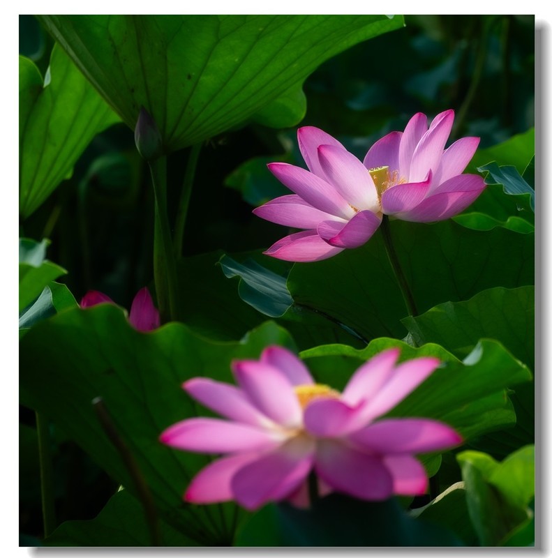 荷花（四十九）