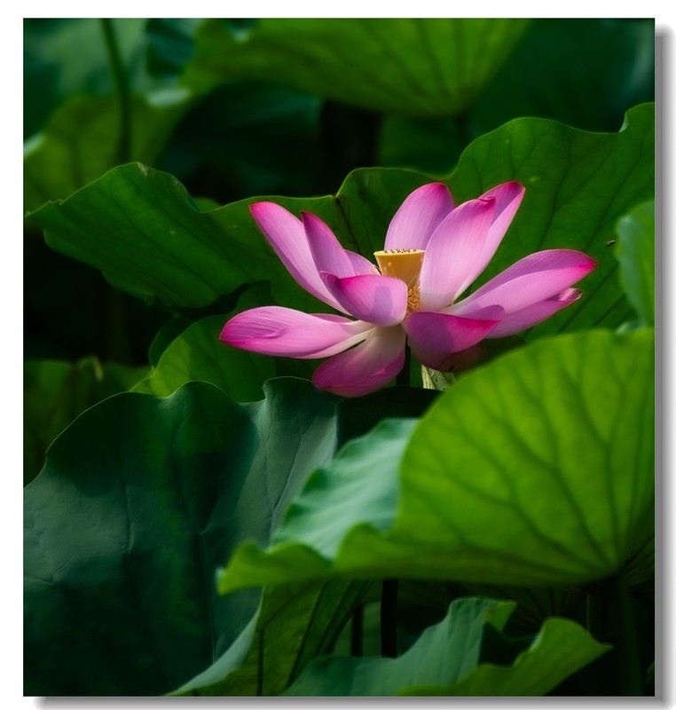 荷花（四十七）
