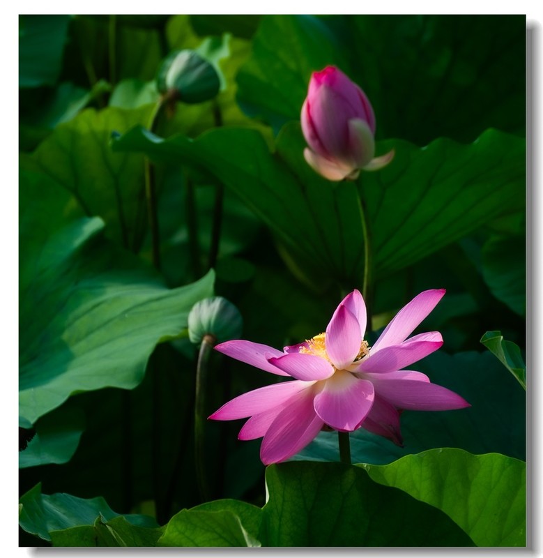 荷花（四十八）