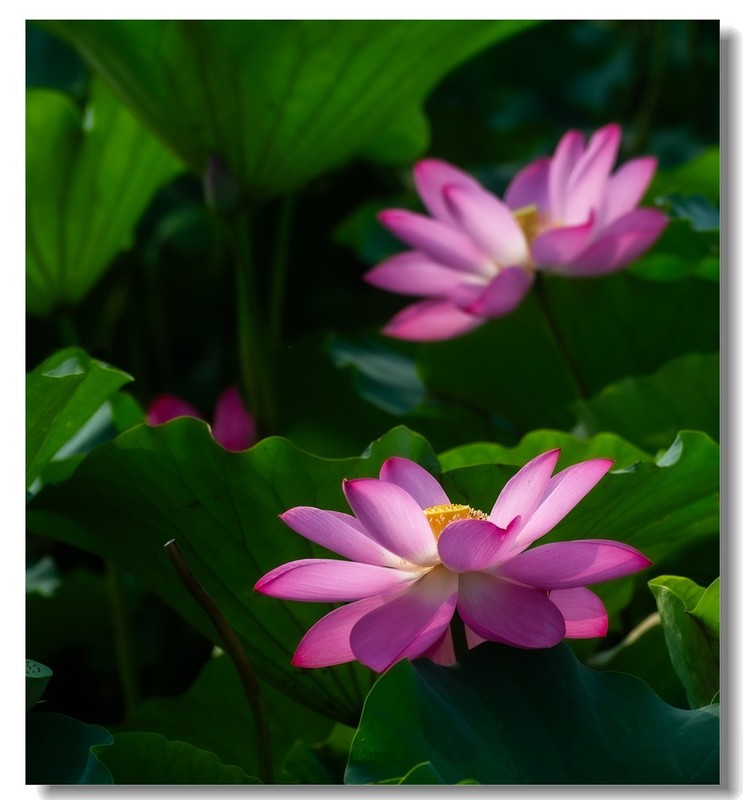 荷花（四十八）