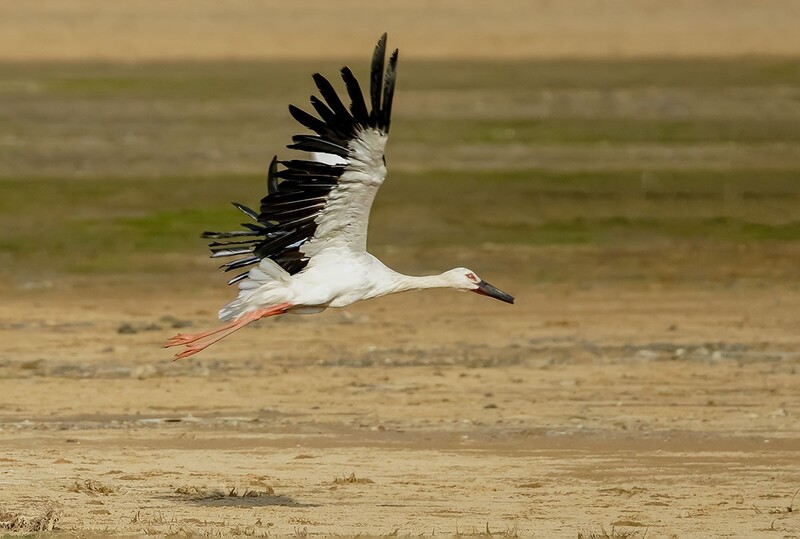 东方白鹳《17》