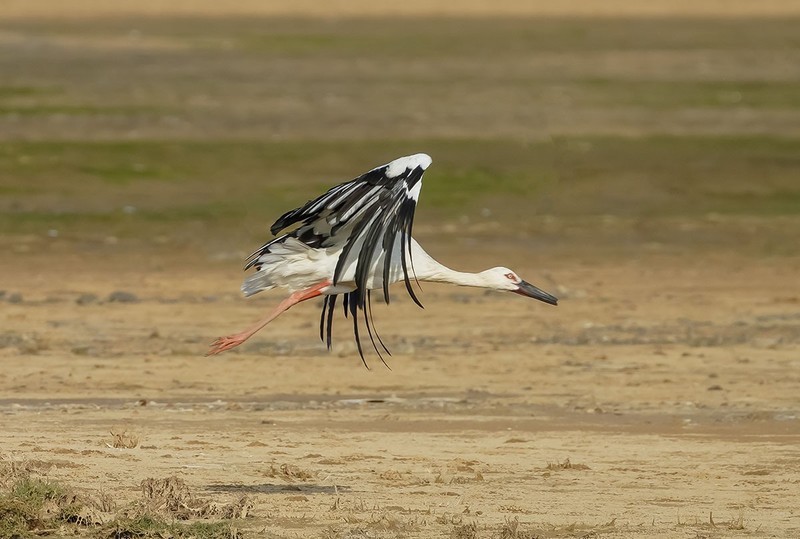 东方白鹳《17》