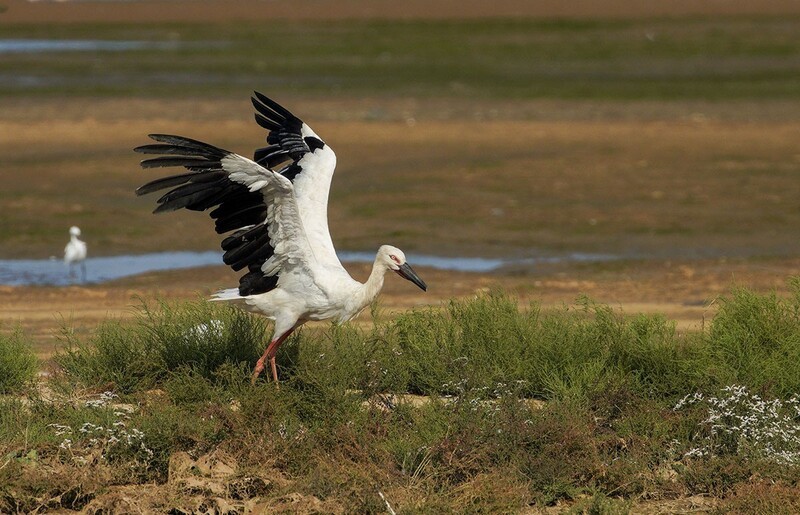 东方白鹳《17》