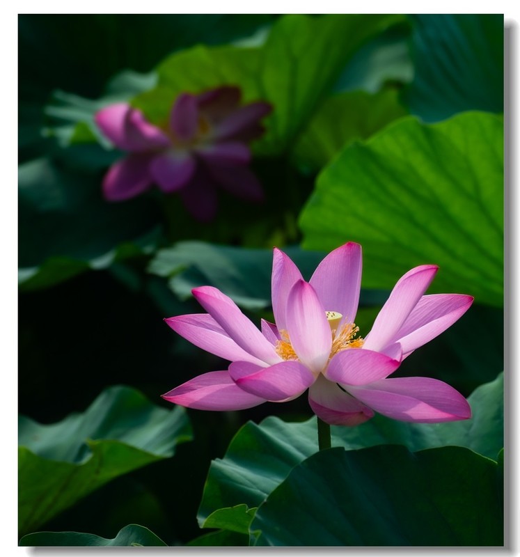 荷花（五十一）