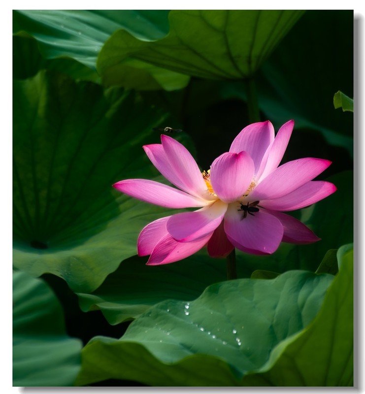 荷花（五十一）