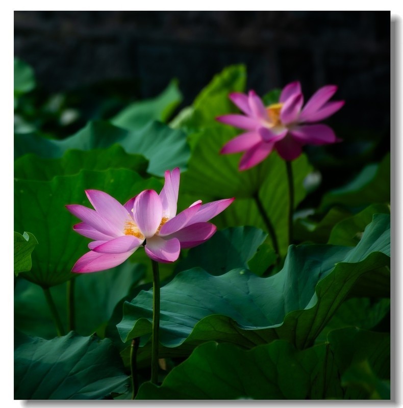 荷花（五十三）