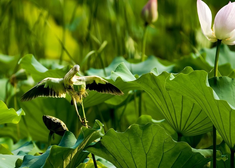 黄尾鳽（44）----幼鸟