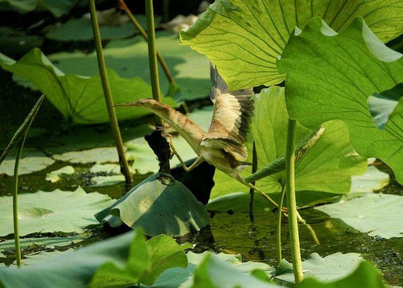 黄尾鳽（44）----幼鸟