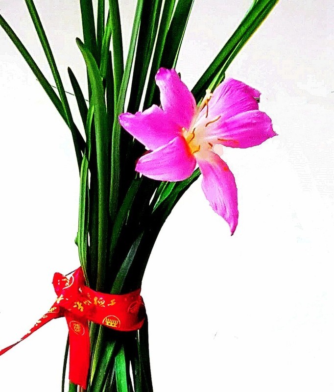 1572【不老松：纪实摄影】我家养的韭菜莲开花啦！