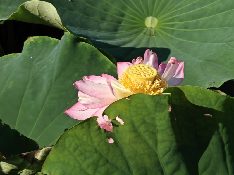 漂亮的荷花一28