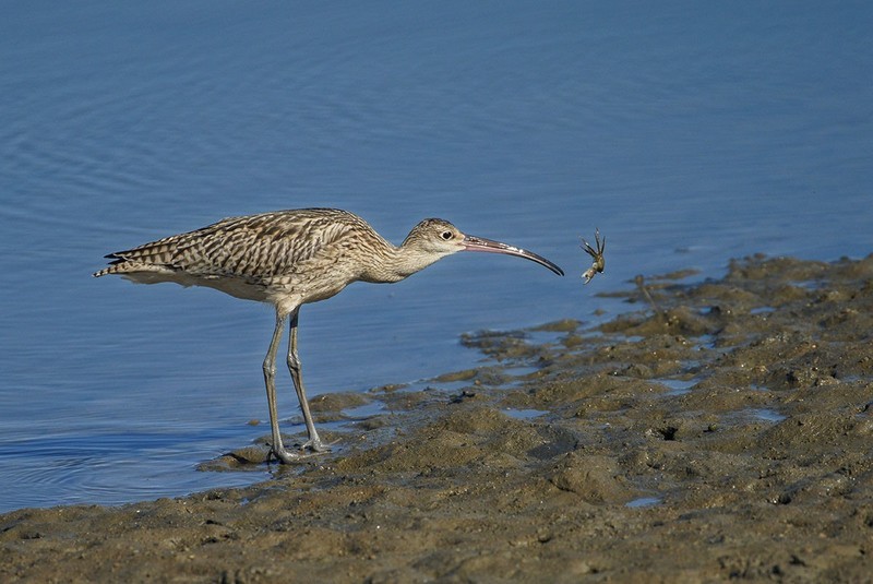 北戴河湿地的鸟儿们（5）-----大杓鹬