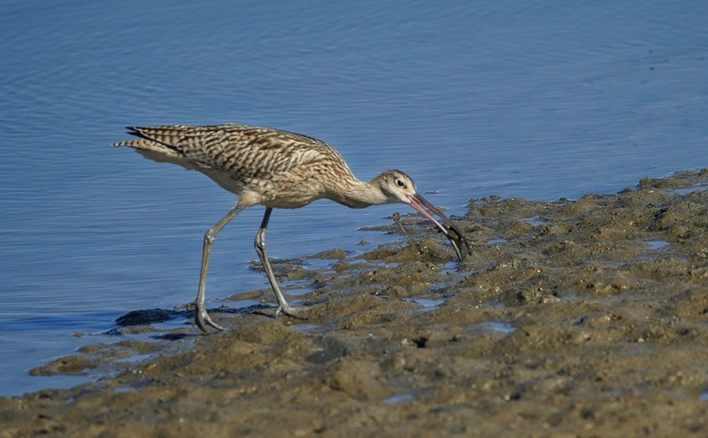北戴河湿地的鸟儿们（5）-----大杓鹬