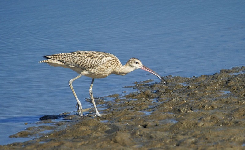 北戴河湿地的鸟儿们（5）-----大杓鹬