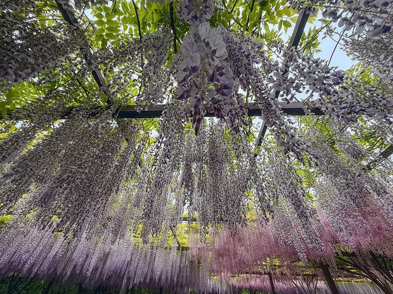 2026年- 玉渊潭紫藤花瀑纪实拍-0307