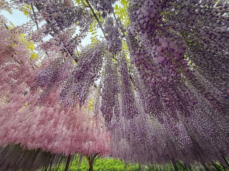 2026年- 玉渊潭紫藤花瀑纪实拍-0307