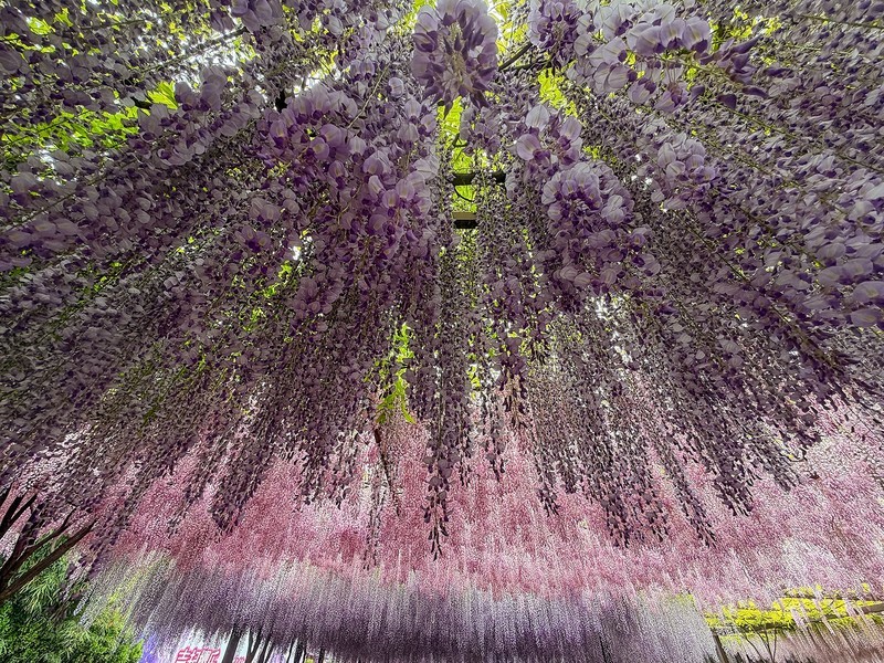 2026年- 玉渊潭紫藤花瀑纪实拍-0307