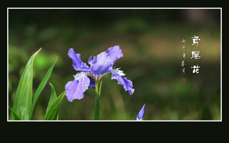 草尖点点映紫霞的鸢尾花