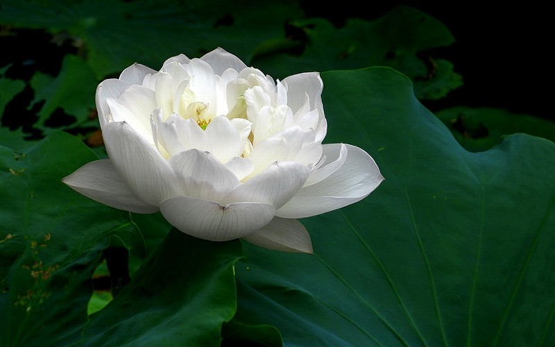 [26231] 江北绿地的白荷（4）