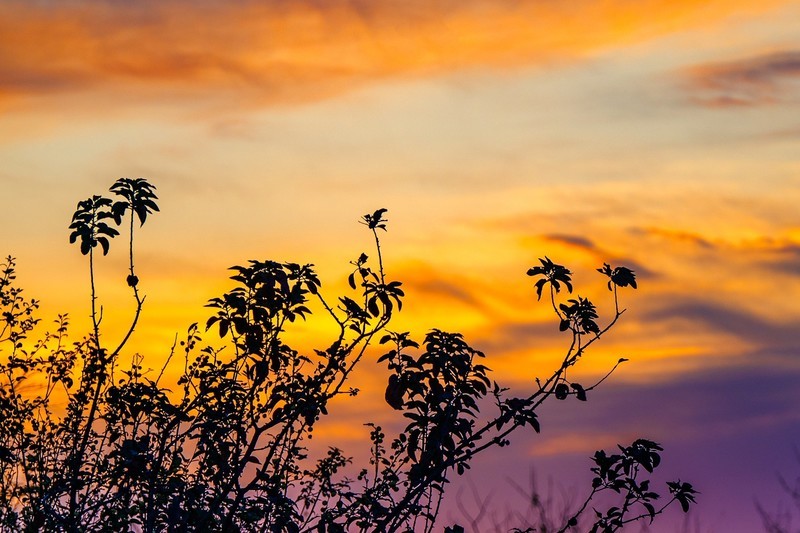 旭日东升鸟飞翔