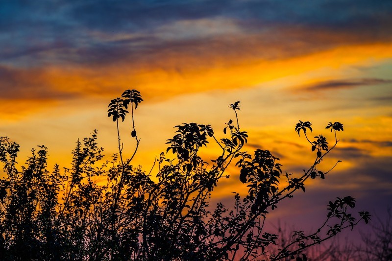 旭日东升鸟飞翔