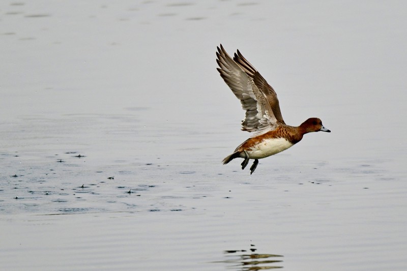 兴隆湖飞行的赤颈鸭