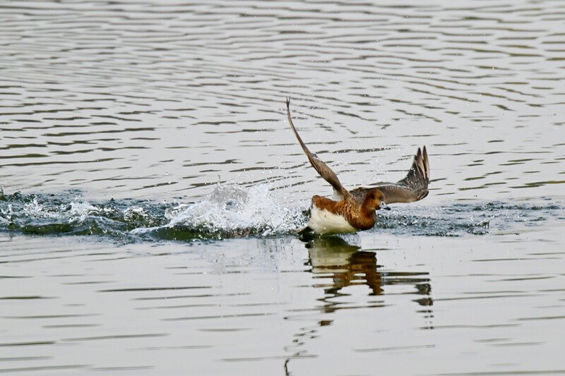兴隆湖飞行的赤颈鸭