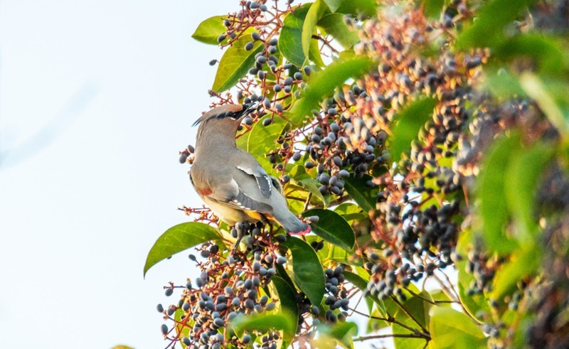 太平鸟（十五）