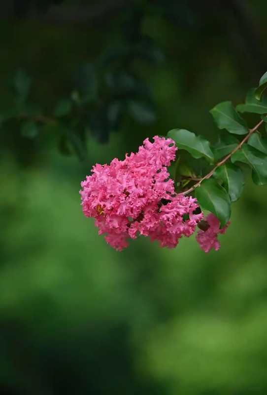 紫微花