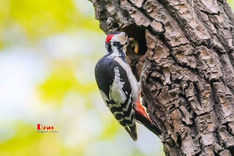 林中啄木鸟（52）