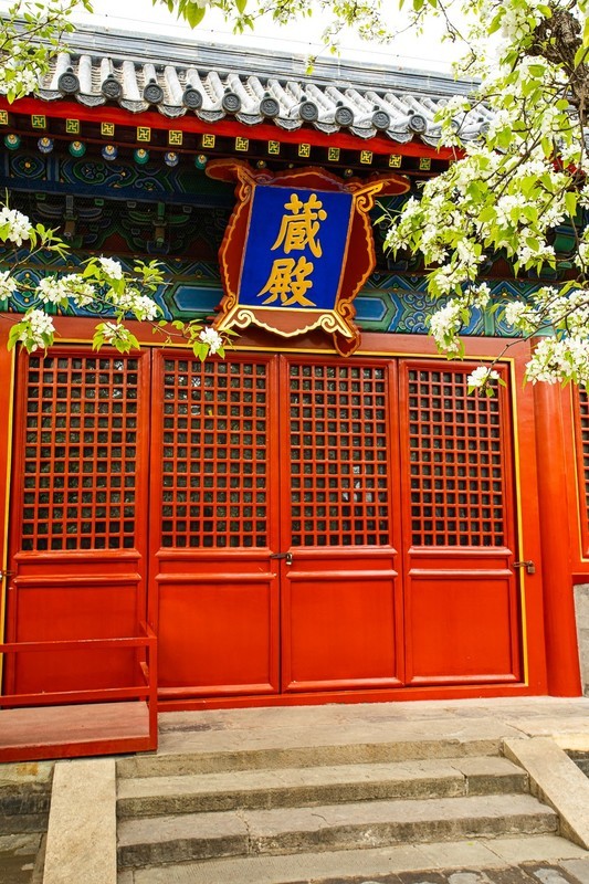 智华寺梨花之一