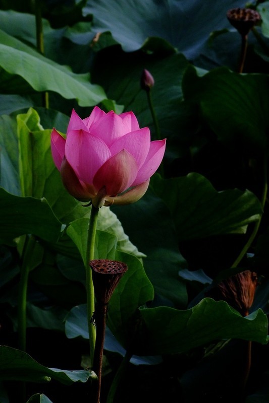 荷花 2026 — 15