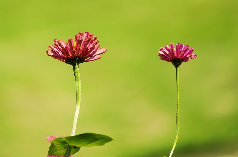 百日菊