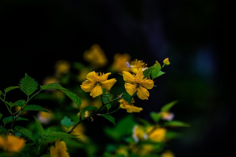 棣棠花