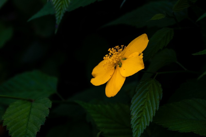 棣棠花