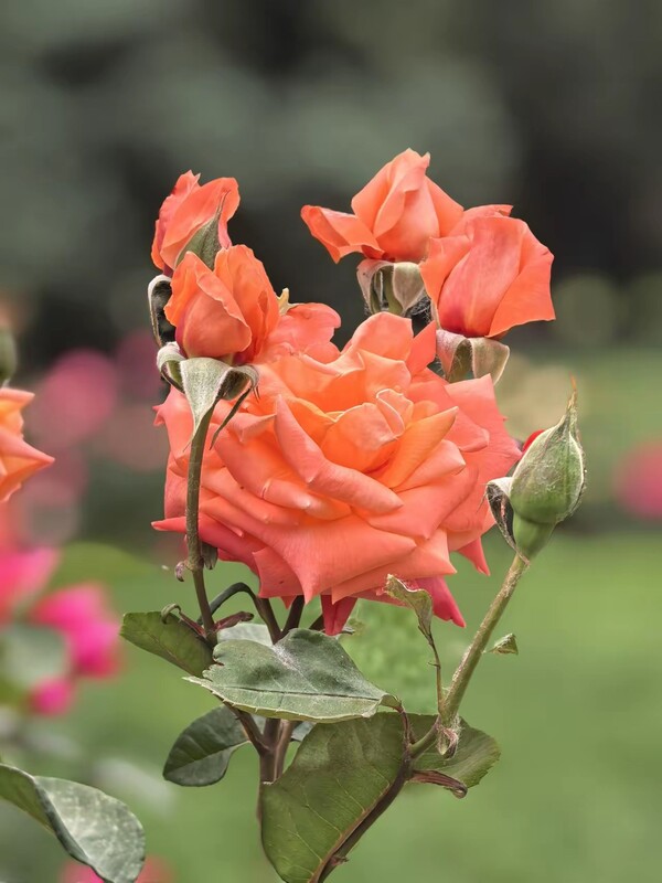 月季花