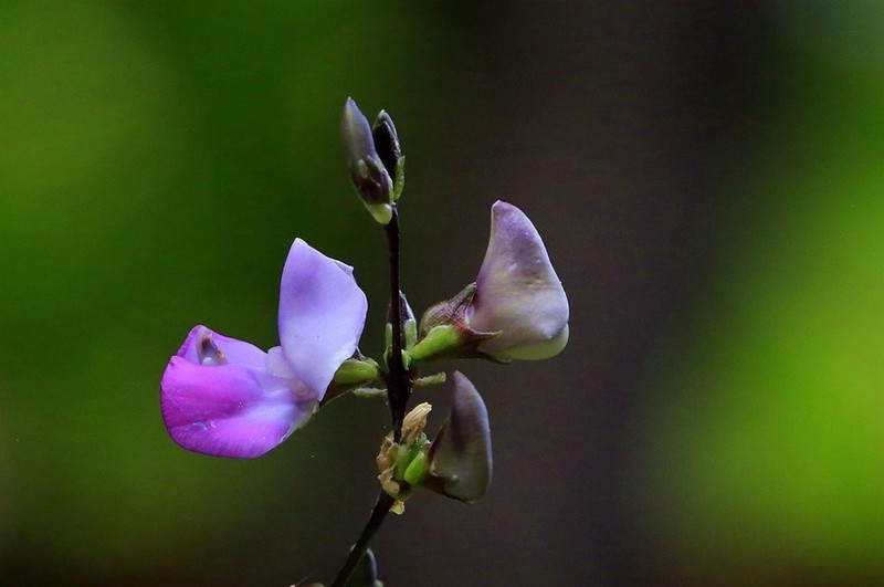 1578【不老松：纪实摄影】院中花果：豆角花！