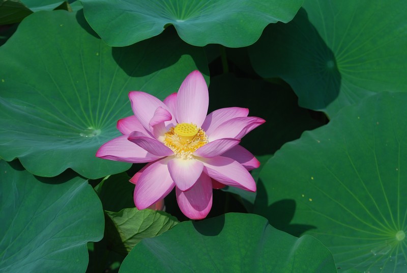 荷花《3》